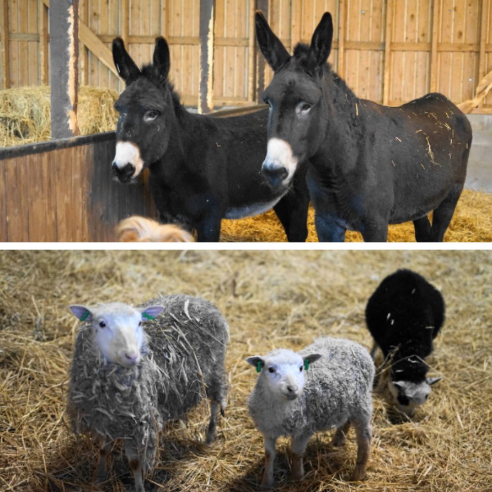 kaksi mustaa valkoturpaista aasia ja kolme lammasta, joista kaksi ovat valkoisia ja yksi musta