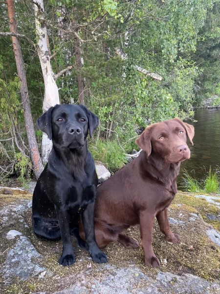 Kaksi koiraa istuu kalliolla. Toinen on ruskea ja toinen musta labradorinnoutaja.